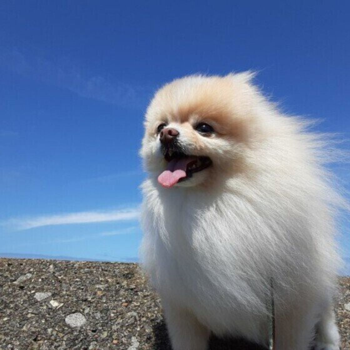 獣医師監修 犬の脳腫瘍とは 症状 診断法 治療法などについて解説 いぬのきもちweb Magazine 獣医師監修 犬の脳腫瘍とは 症状 診断法 治療法などについて解説 いぬのきもちweb Magazine