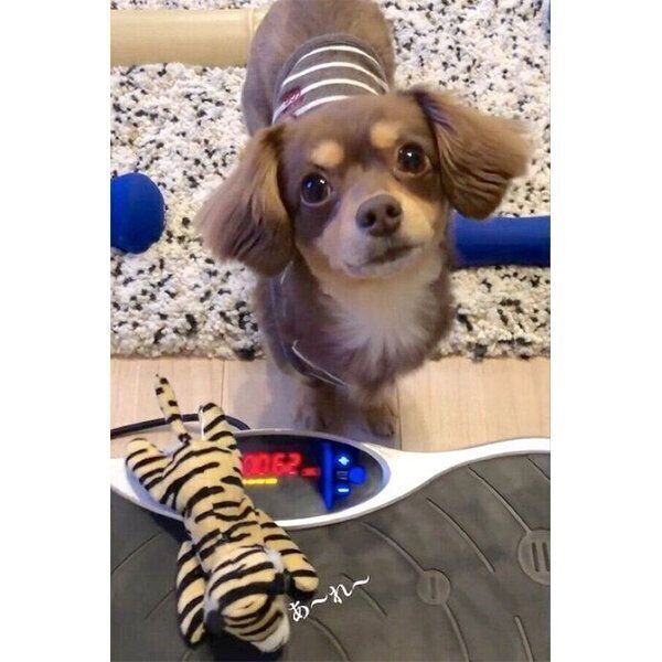 ぶるぶるマシンの上にぬいぐるみを落とす朔太郎くん