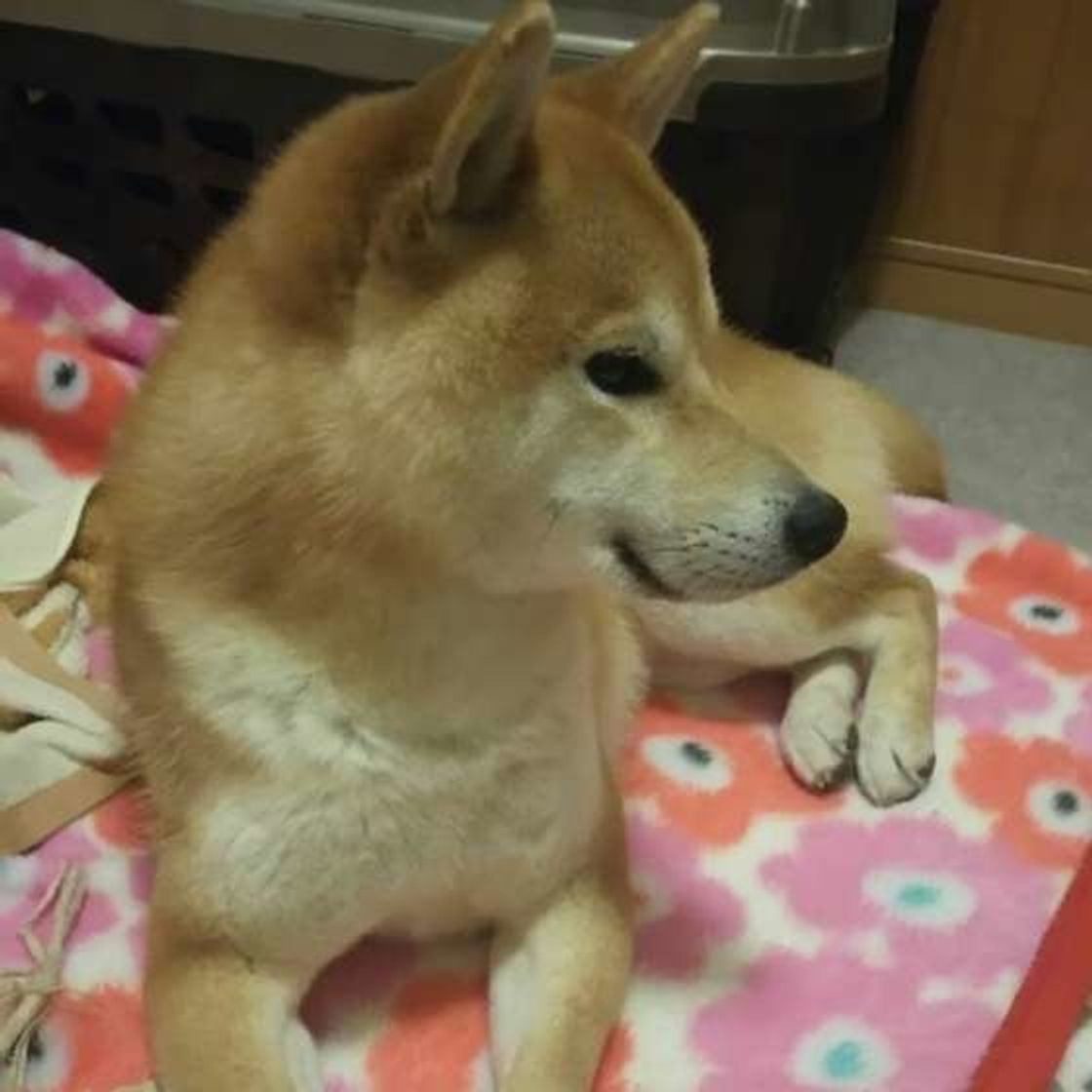 なぜお尻をくっつけてくるの 愛犬の素っ気ない行動は信頼の証 いぬのきもちweb Magazine なぜお尻をくっつけてくるの 愛犬の素っ気ない行動は信頼の証 いぬのきもちweb Magazine