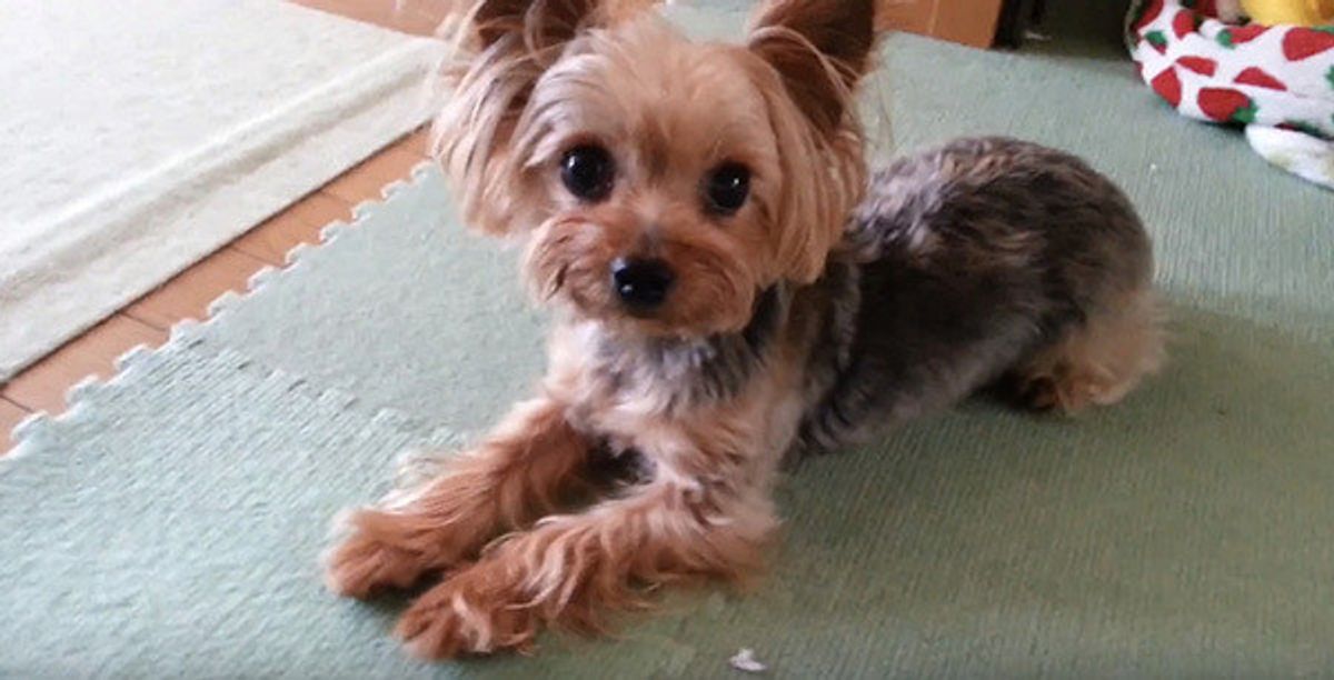 お腹に帝王切開の大きな傷を持つ元繁殖犬 トラウマを抱えながらも いまは幸せに いぬのきもちweb Magazine お腹に帝王切開の大きな傷を持つ元繁殖犬 トラウマを抱えながらも いまは幸せに いぬのきもちweb Magazine