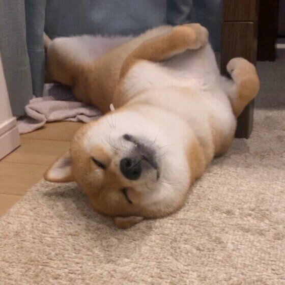 犬にテリトリーがあるのは良いの悪いの? 獣医師に聞いてみた  いぬのきもち