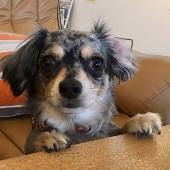 Mixのまろちゃん