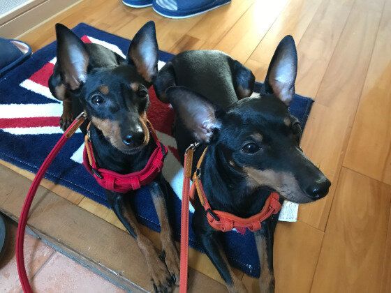 トイ マンチェスター テリアの特徴と性格 飼い方 価格相場など 犬図鑑 いぬのきもちweb Magazine