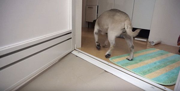 お風呂が気になるパグ