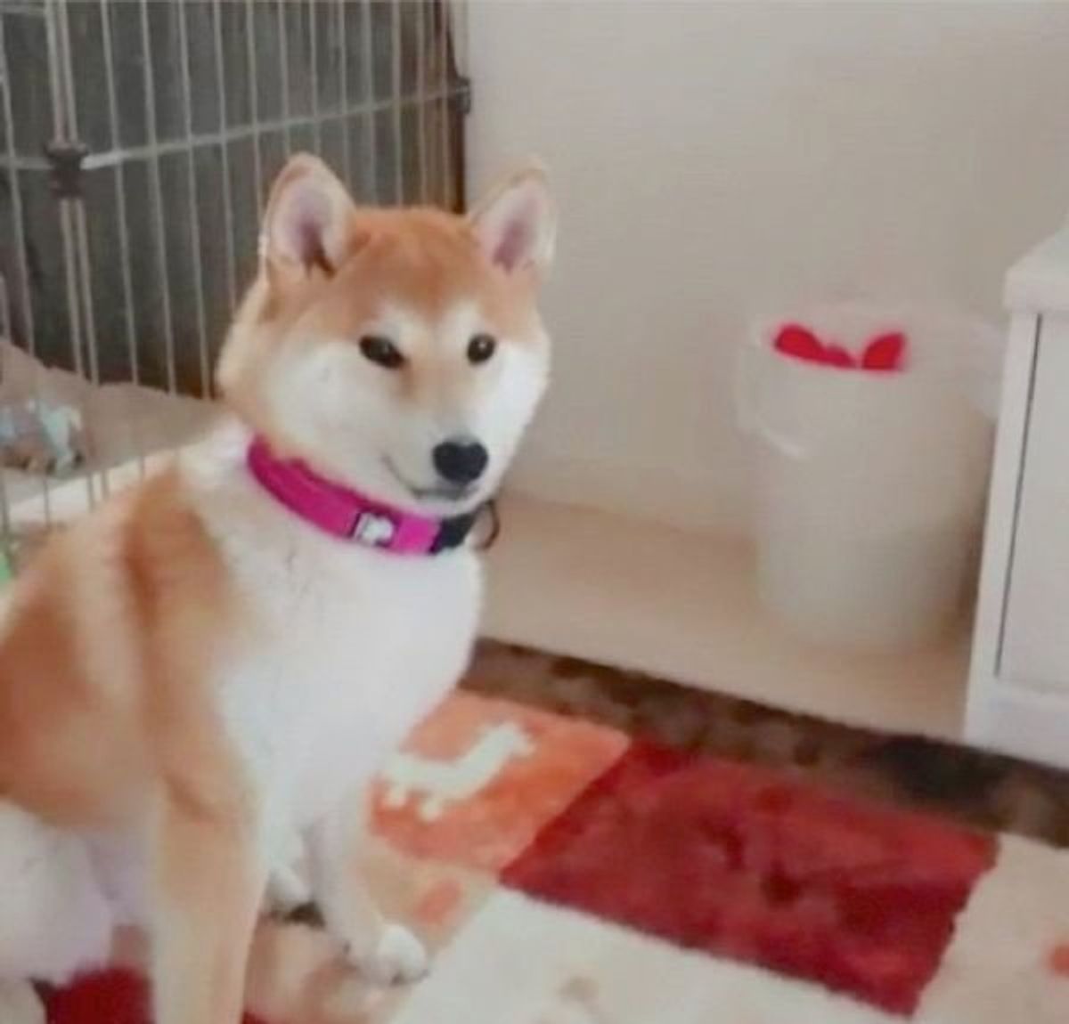 待て いいよ を言うと まさかの反応をする柴犬にキュン いぬのきもちweb Magazine 待て いいよ を言うと まさかの反応をする柴犬にキュン いぬのきもちweb Magazine