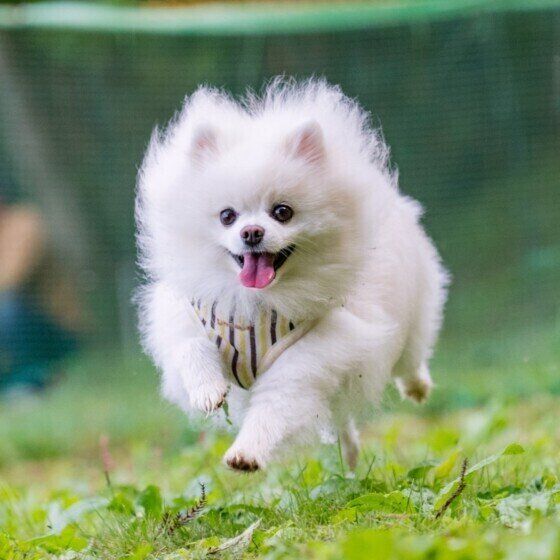 犬のクッシング症候群はどんな病気？ 症状と原因、治療法を獣医師に聞いた いぬのきもち