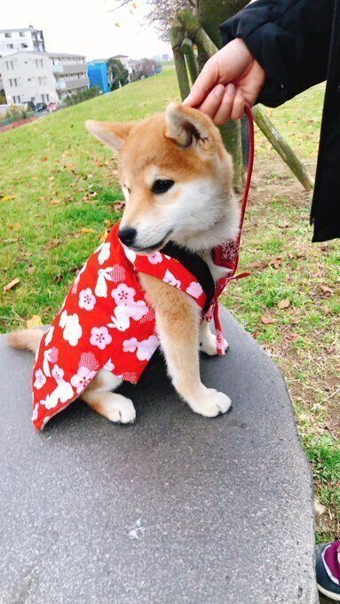 生後3カ月の柴犬