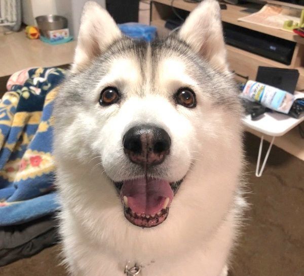 カメラに向かって笑顔を見せるシルビアちゃん