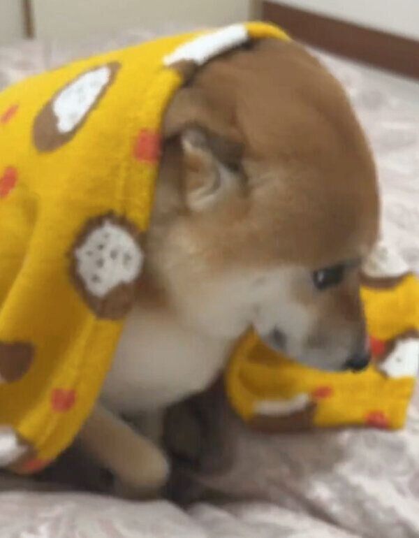 毛布をかぶるふう太くん