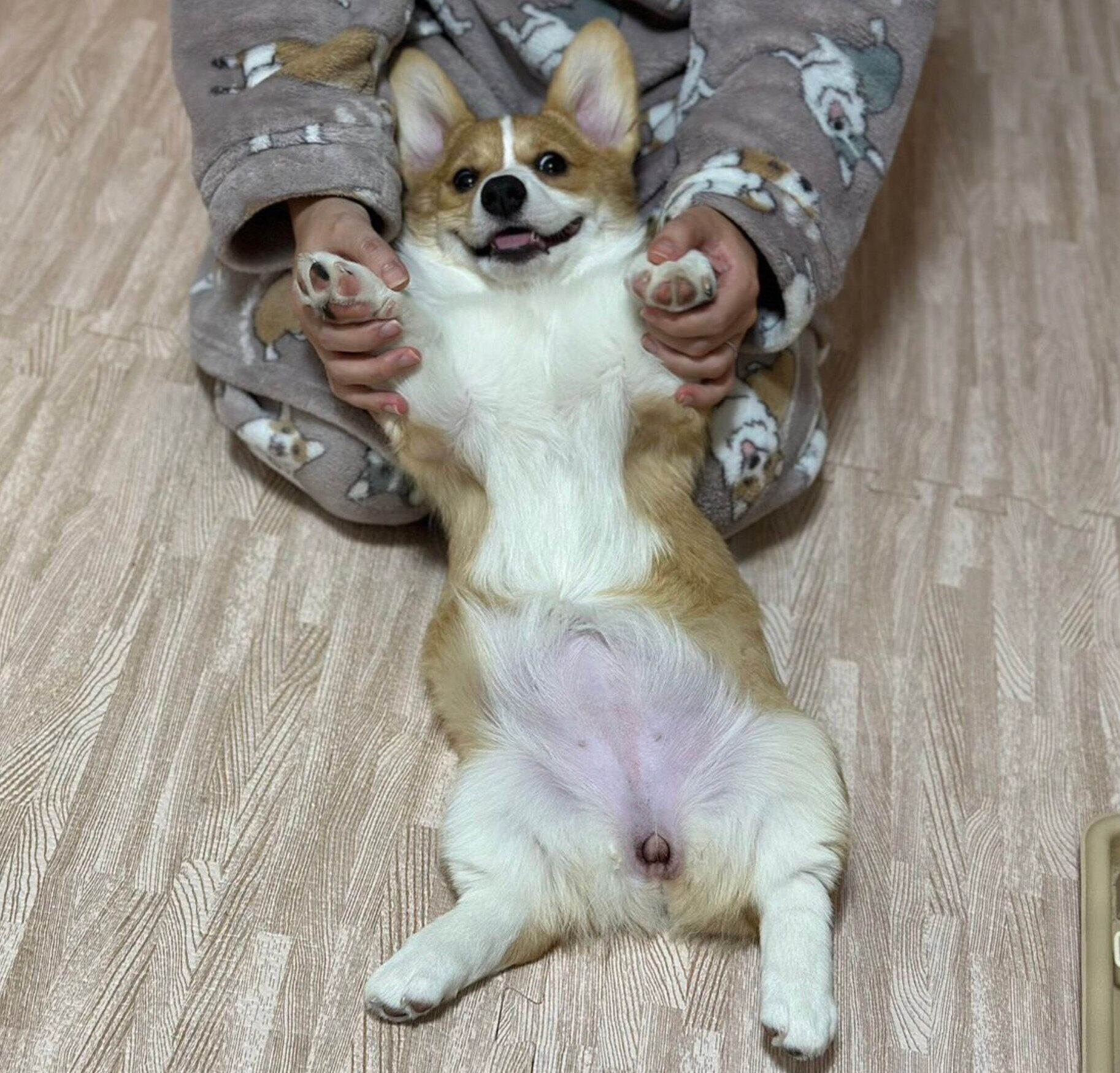 おなかを見せるシフォンちゃん