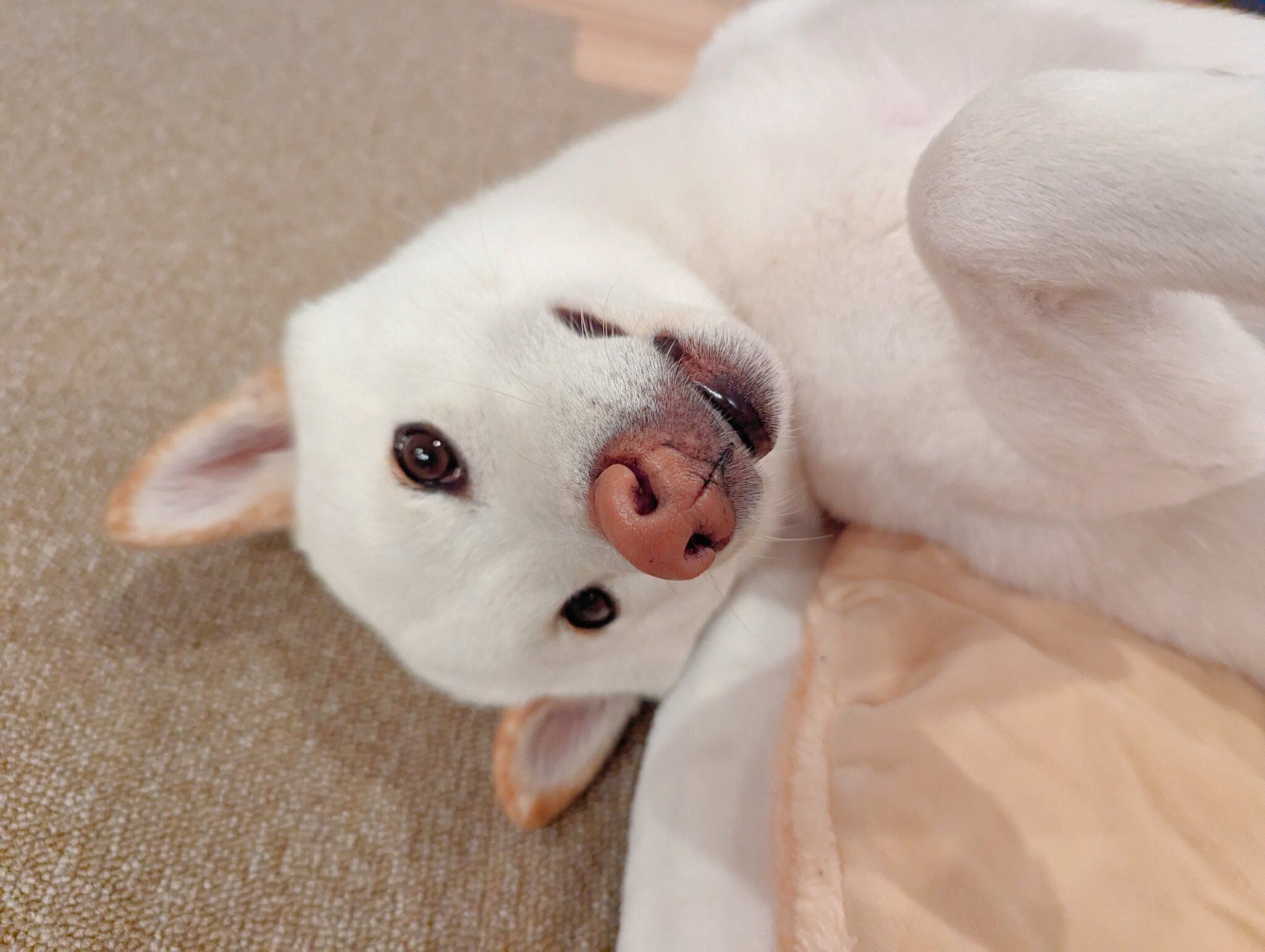 くつろぐシャオくん