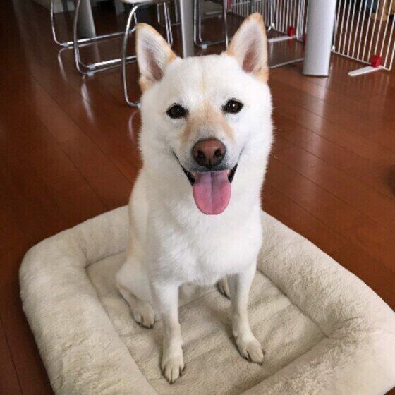 健康のために愛犬へ野菜を与えるのはng やりすぎお世話 のボーダーライン いぬのきもちweb Magazine