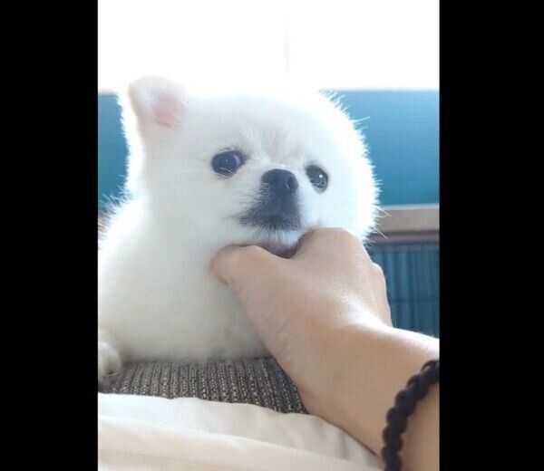 ナデナデ中のこめたくん