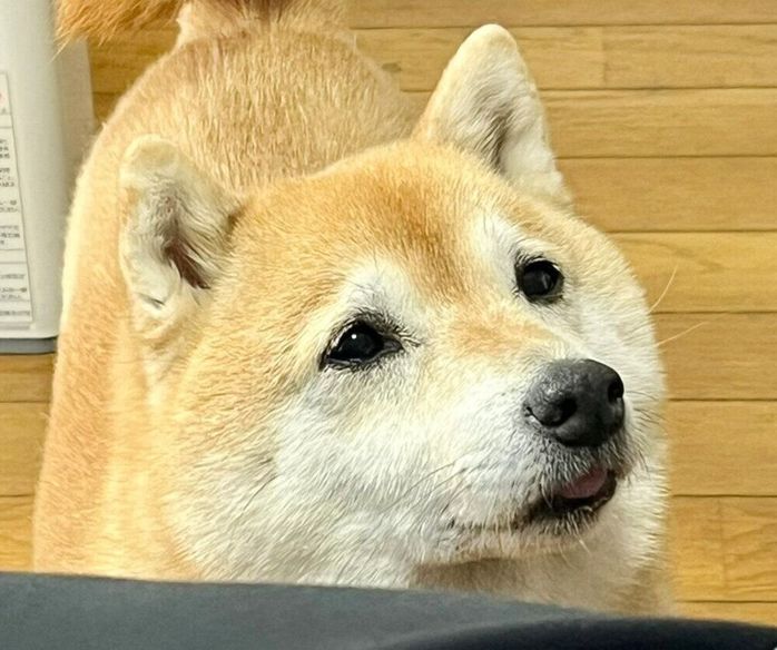 孫みたいな顔をするこじろうくん