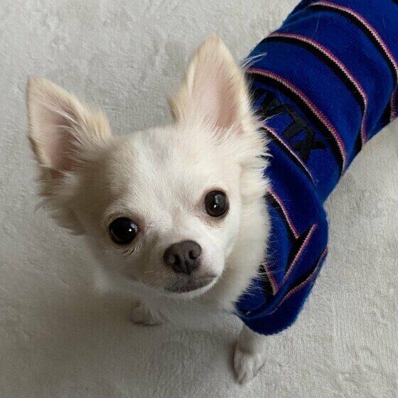 かわいいチワワ