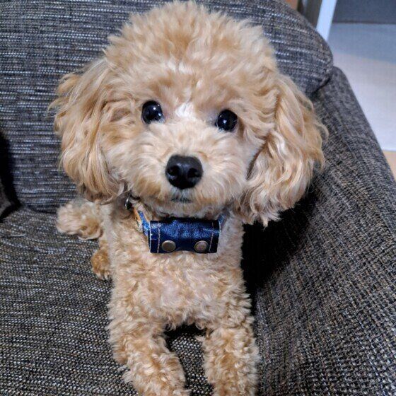 トイ・プードルのまろくん