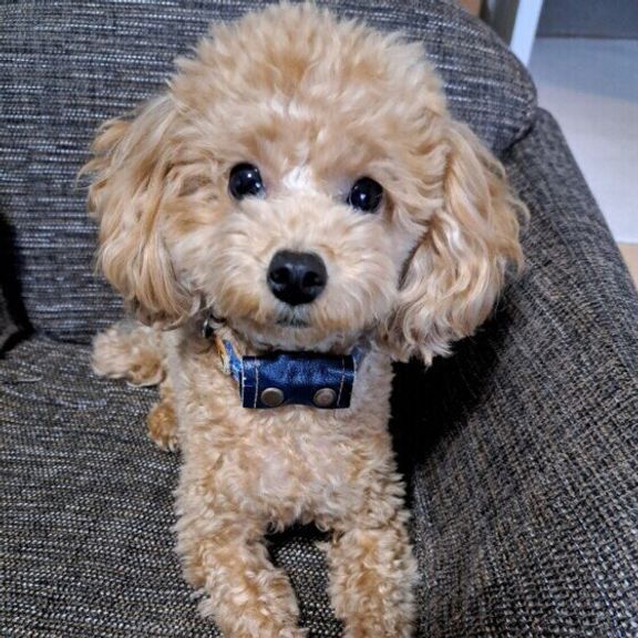 トイ・プードルのまろくん
