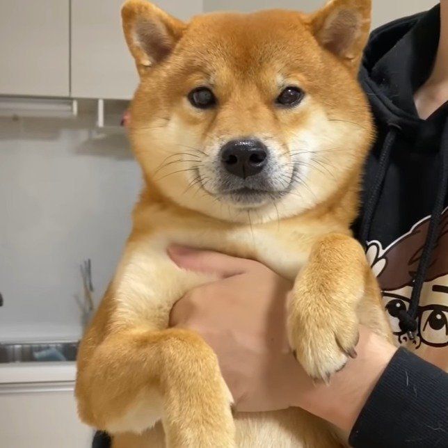 パパさんに助けてもらったはちくん