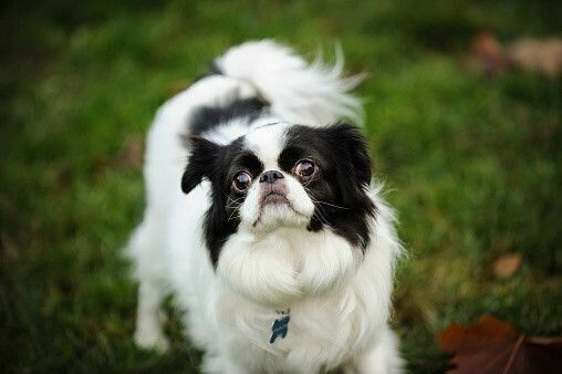 狆の特徴 性格 最新価格と飼い方 いぬのきもち 犬図鑑 いぬのきもちweb Magazine