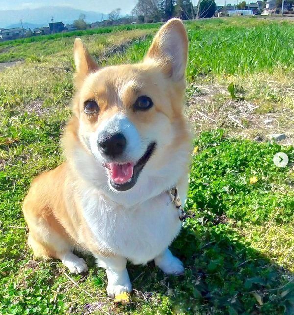 元保護犬・コーギーのゆずちゃん