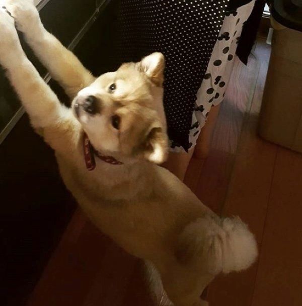 伸びをする犬