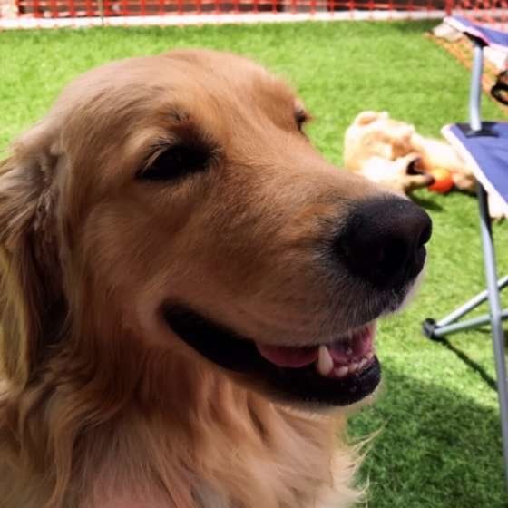 ゴールデン・レトリーバー