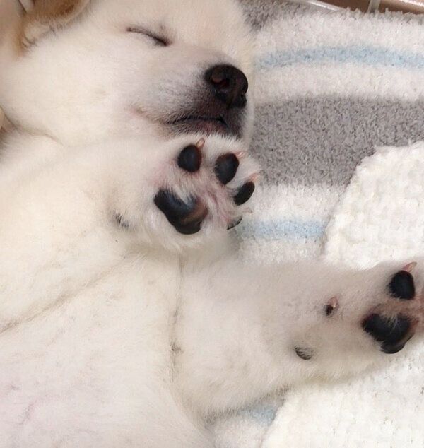 眠るもち吉くん