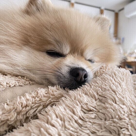 毛布の上で眠るポメラニアンのこむぎちゃん