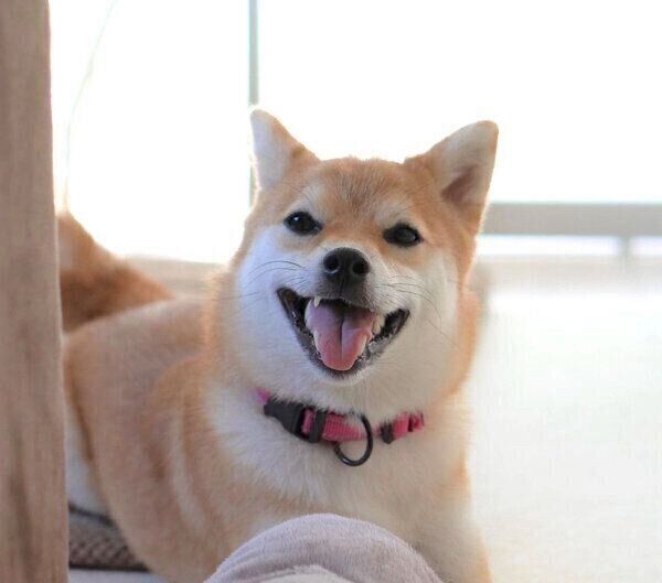 笑顔のこまりちゃん