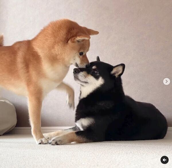 あさちゃんに近づくのんちゃん