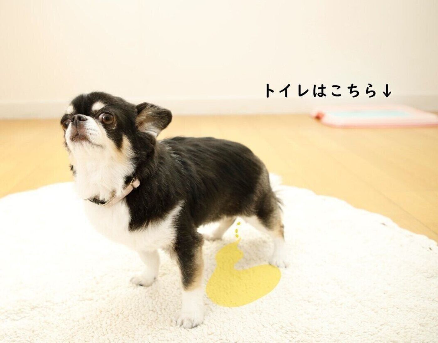 なぜ噛むの どうしてそそうするの 犬の本音を探ってみた いぬのきもちweb Magazine なぜ噛むの どうしてそそうするの 犬の本音を探ってみた いぬのきもちweb Magazine