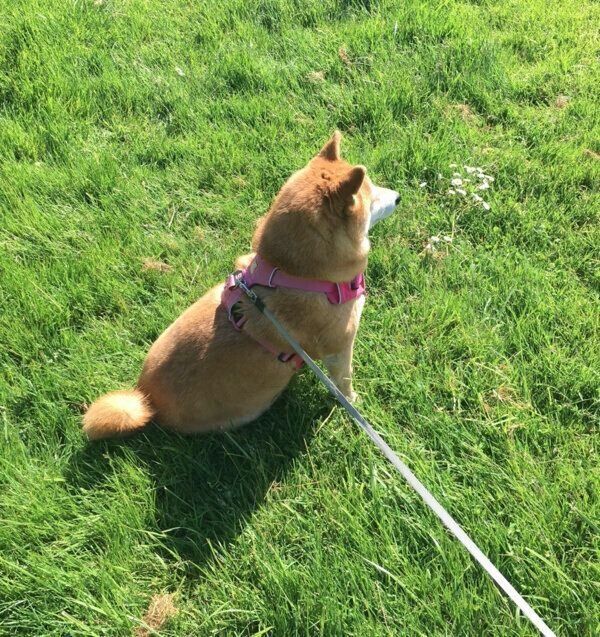 聞こえないふりをするミミさん