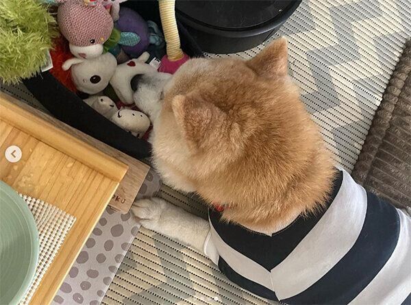 おもちゃ箱に顔を乗せて眠るくうちゃん