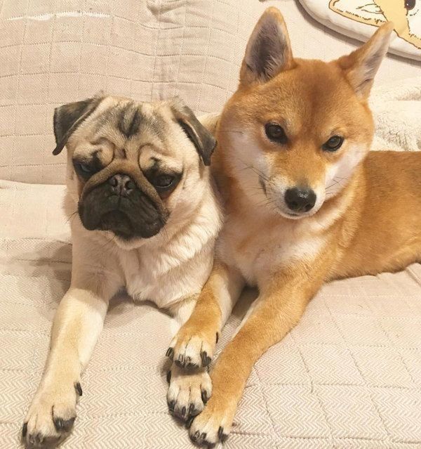 仲良しなパグと柴犬