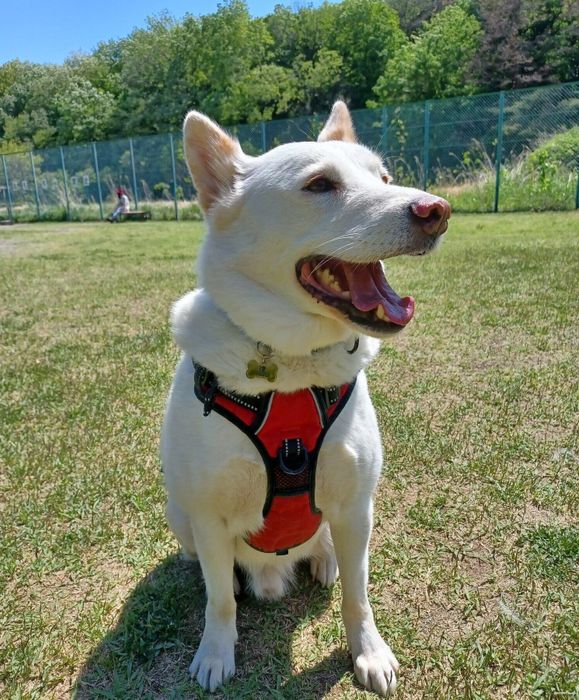 ドッグランで遊ぶ律くん。