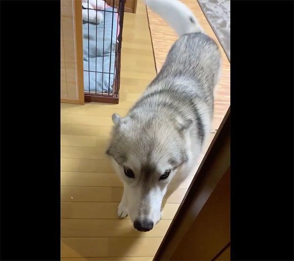 お出迎えするユキちゃん