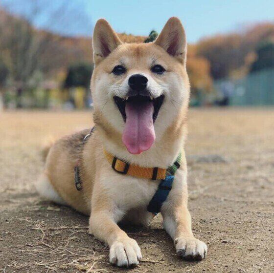 笑っている柴犬の茶葉（chapa）ちゃん