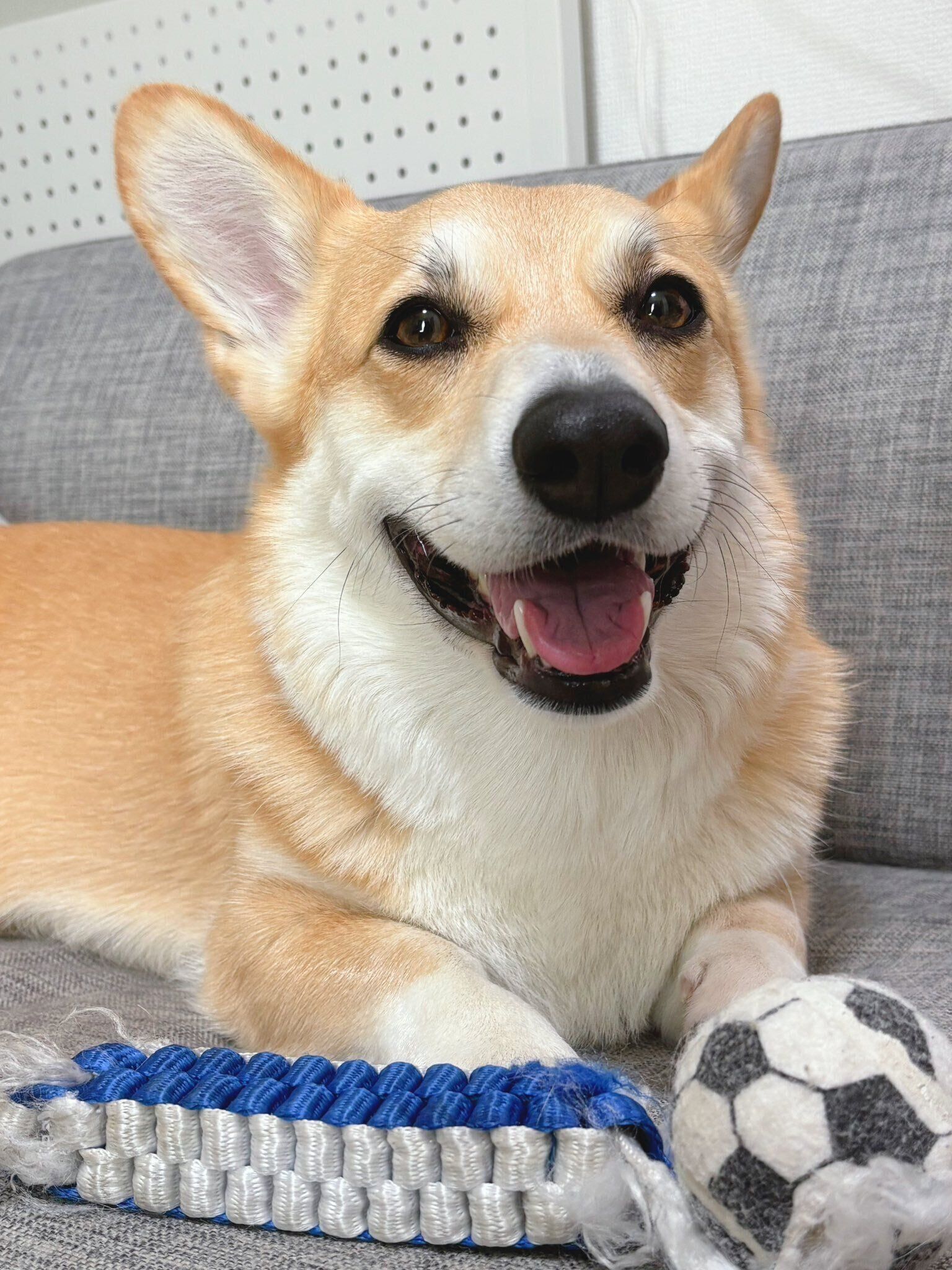 おもちゃを前に楽しそうにするはんぺんくん