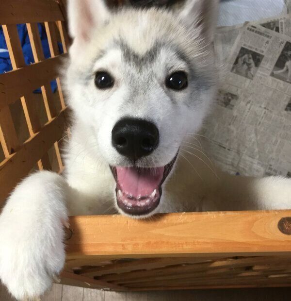 子犬時代のこたろうくん