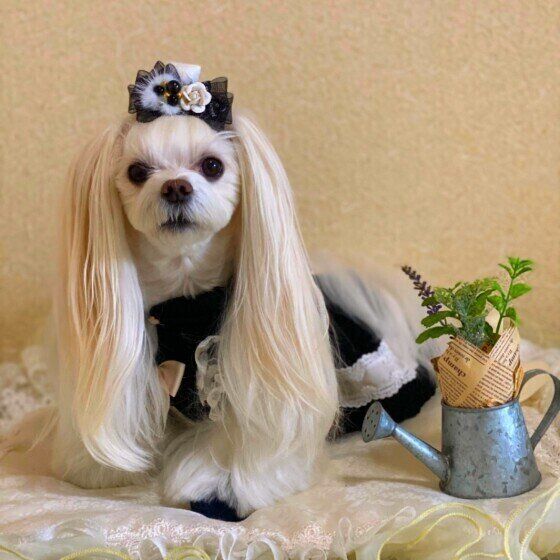 マルチーズのめいちゃん