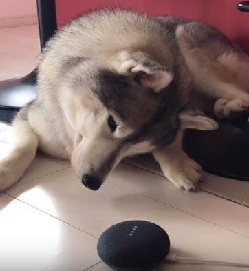 首をかしげる文太くん