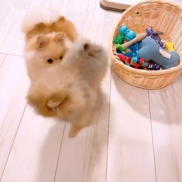 オチェちゃんがテディちゃんにおしりでアタック