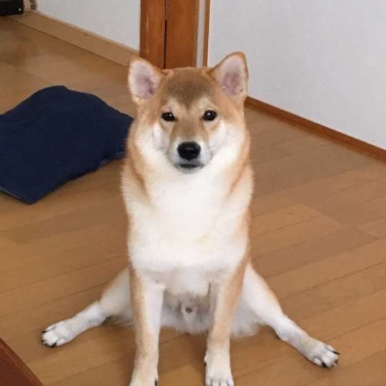 見つめる柴犬