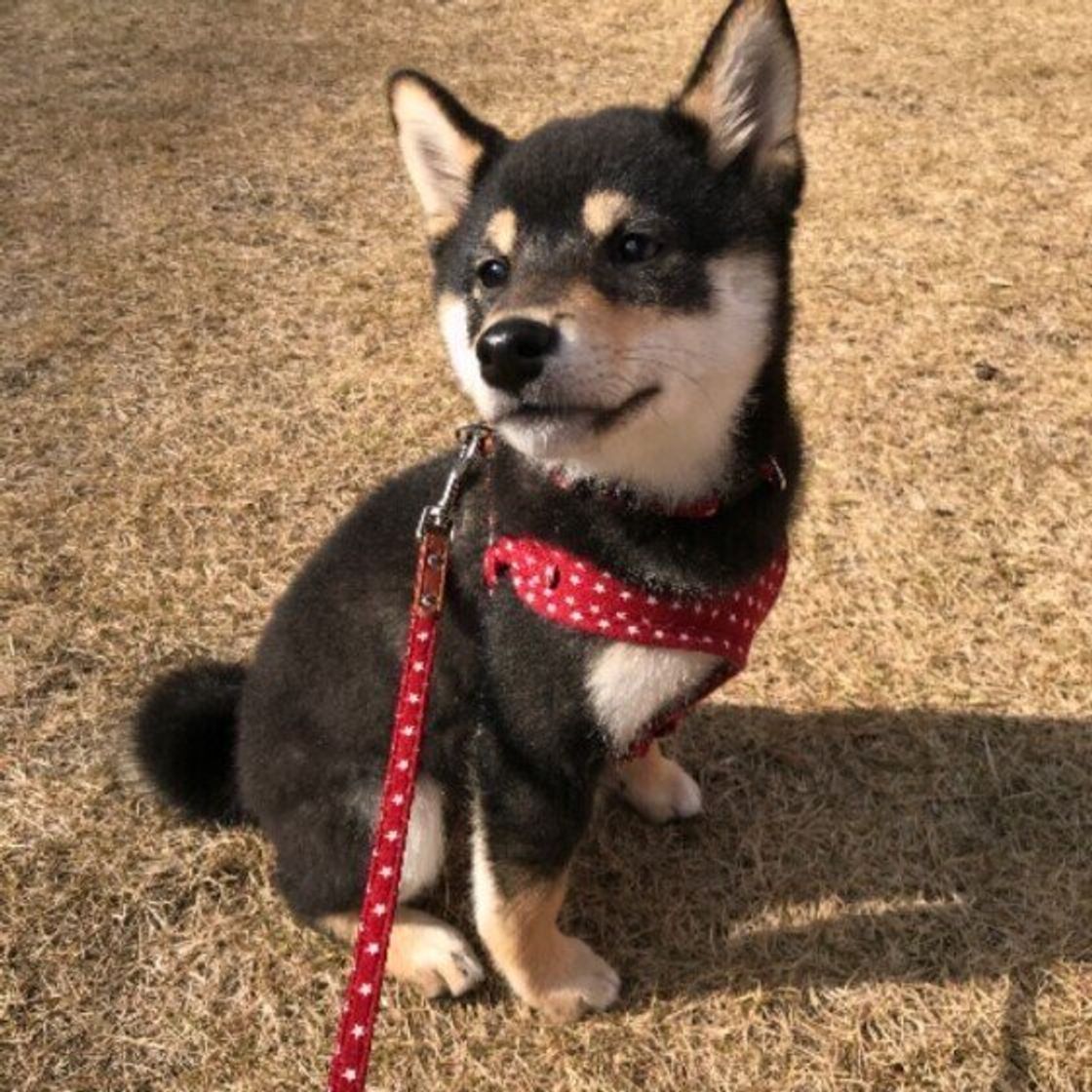 獣医師が教える 犬の避妊手術を徹底解説 時期 方法 費用まで いぬのきもちweb Magazine 獣医師が教える 犬の避妊手術を徹底解説 時期 方法 費用まで いぬのきもちweb Magazine