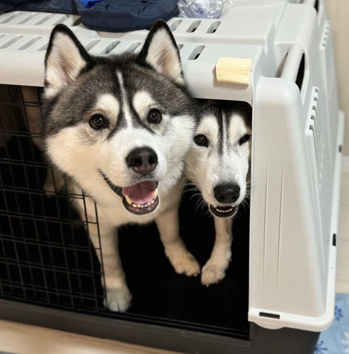 1つのクレートに一緒に入るジーニーくんとジャファーくん
