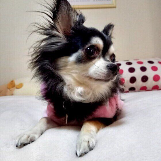 見つめるチワワ