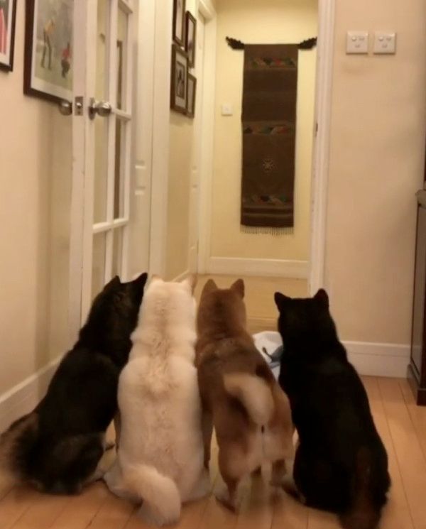 シーツを使ったトリックに挑戦する犬