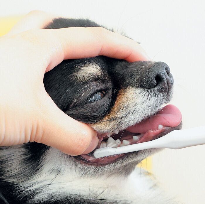 下の臼歯のみがき方1