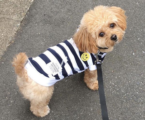 見つめるマルプー