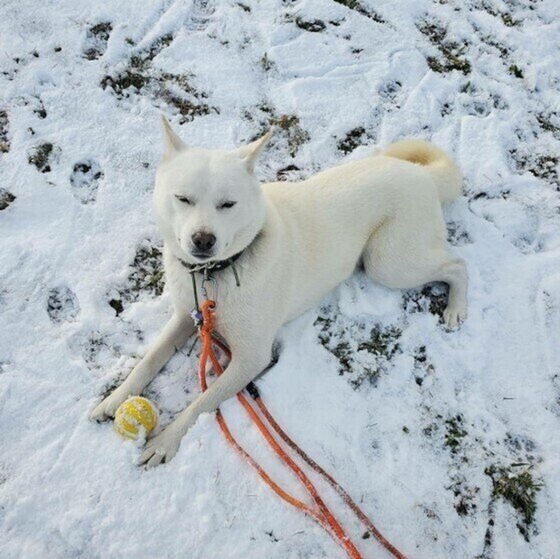 北海道犬の特徴と性格 飼い方 価格相場など 犬図鑑 いぬのきもちweb Magazine 北海道犬の特徴と性格 飼い方 価格相場など 犬図鑑 いぬのきもちweb Magazine
